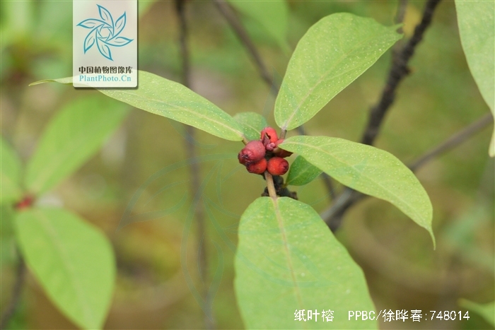  p>纸叶榕(学名:ficus chartacea)为桑科榕属的植物.