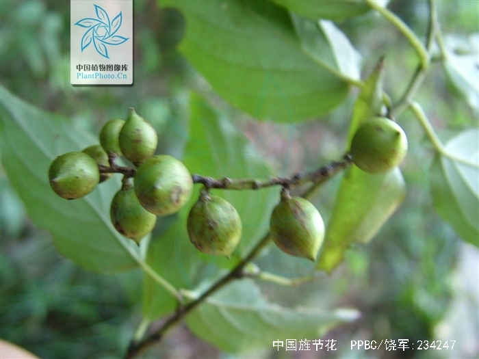  p> a href="#" data-lemmaid="1984037">中国旌节花 /a>( i>stachy