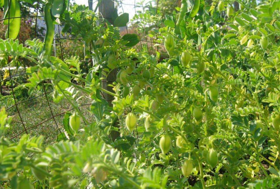 是豆科鹰嘴豆属植物.