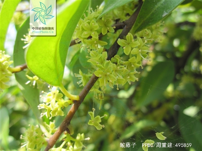  p>酸藤子( a href="#" data-lemmaid="8074290">学名 /a>:embelia