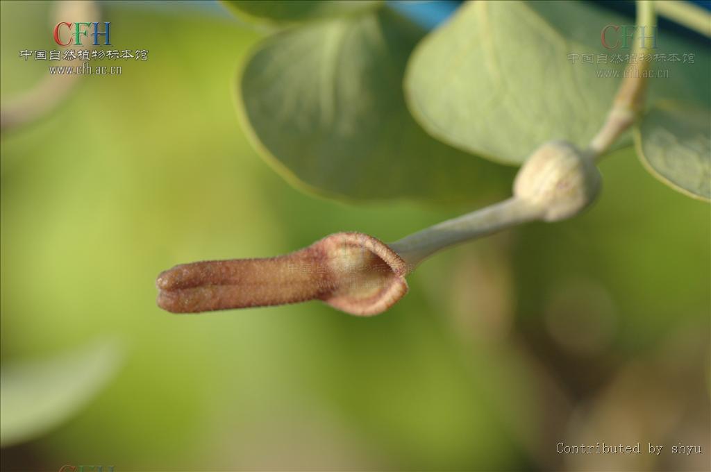  p>港口马兜(学名:aristolochia zollingeriana miq.
