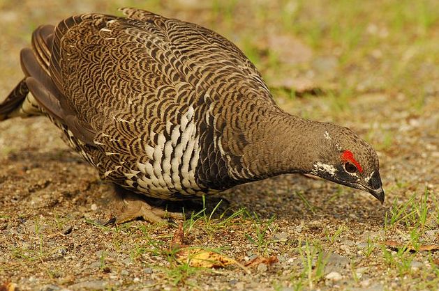  p>枞树鸡(学名: i>dendragapus canadensis /i>)共有6个亚种,又名