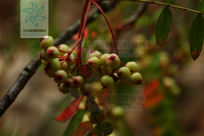  p>川滇花楸(学名:sorbus vilmorinii c. k. schneid.