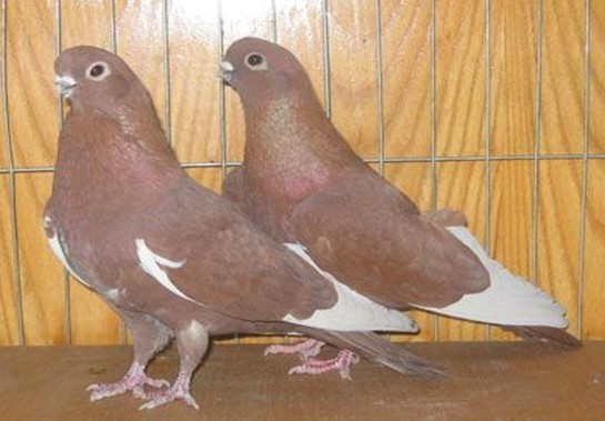  p>紫亮翅鸽是黑玉翅中的名贵品种,精品更是珍贵.