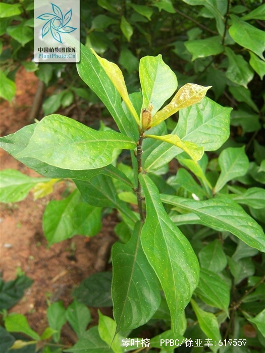  p>琴叶榕(学名: i>ficus pandurata  /i>hance)是桑科,榕属小灌木,高