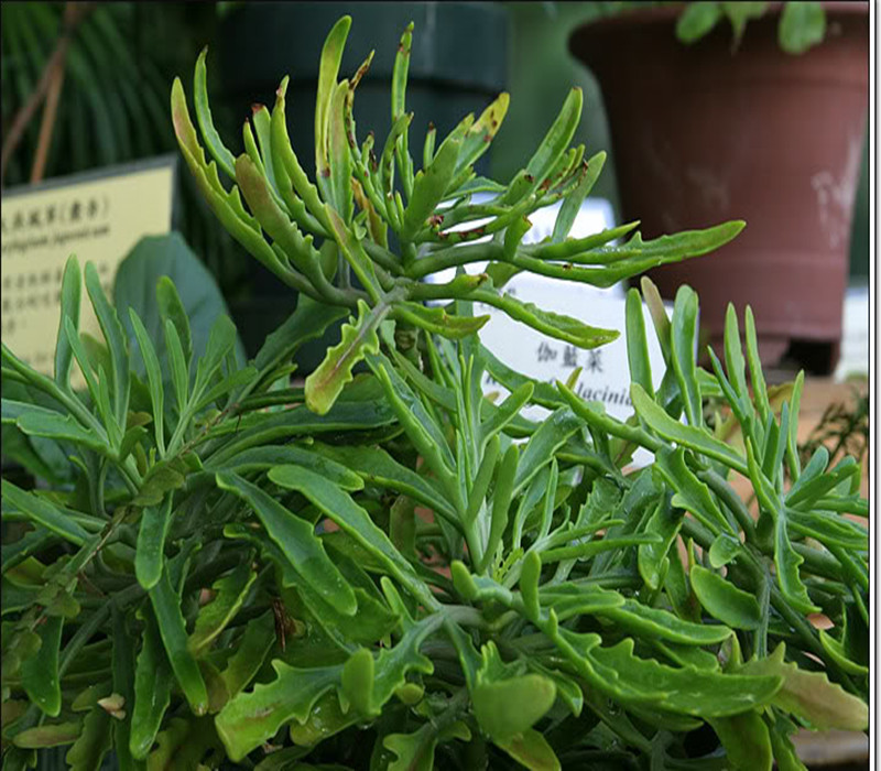  p>正别名 a href="#" data-lemmaid="3491373">五爪三七 /a>, a href