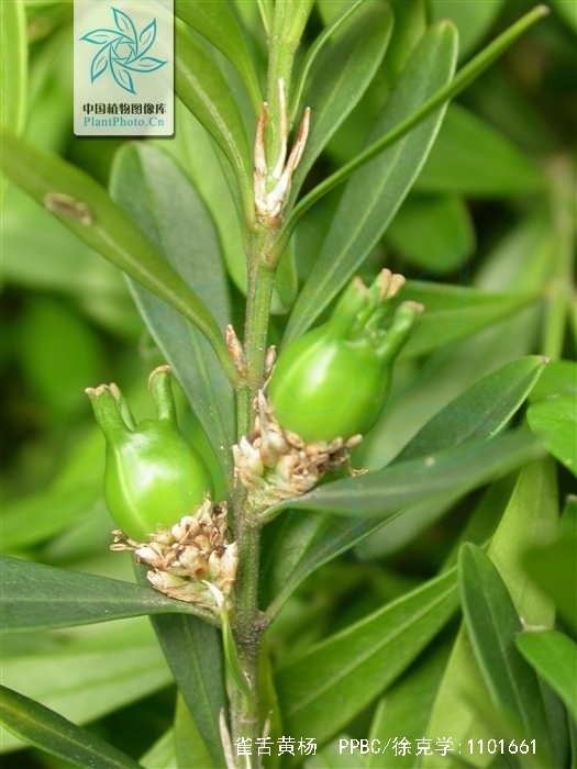  p>雀舌黄杨(学名: i>buxus bodinieri /i>  levl.