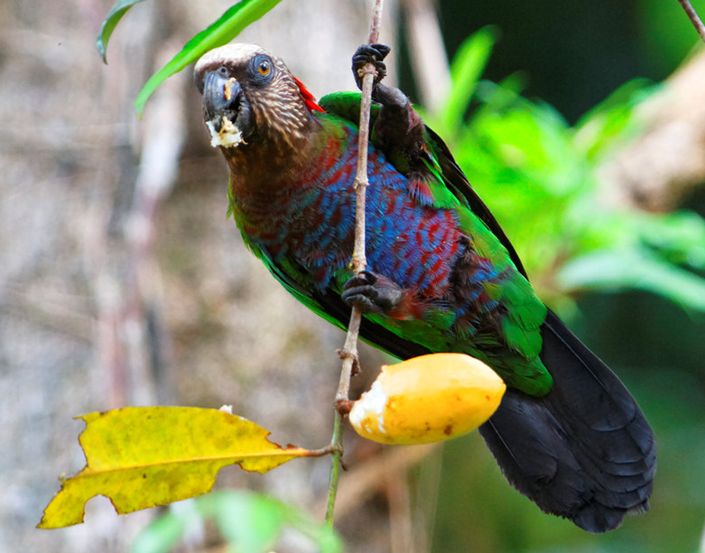  p>鹰头鹦鹉(学名: i>deroptyus accipitrinus /i>):鹰头鹦鹉体长35