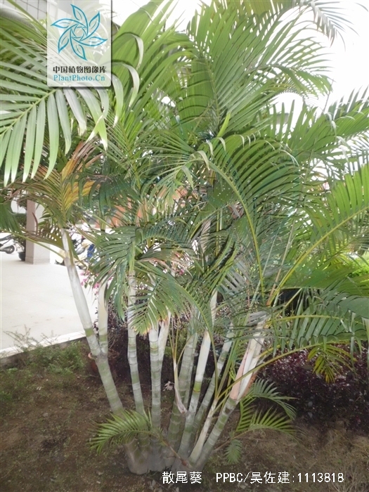 属棕榈科金果椰属丛生 a target="_blank" href="/item/灌木植物