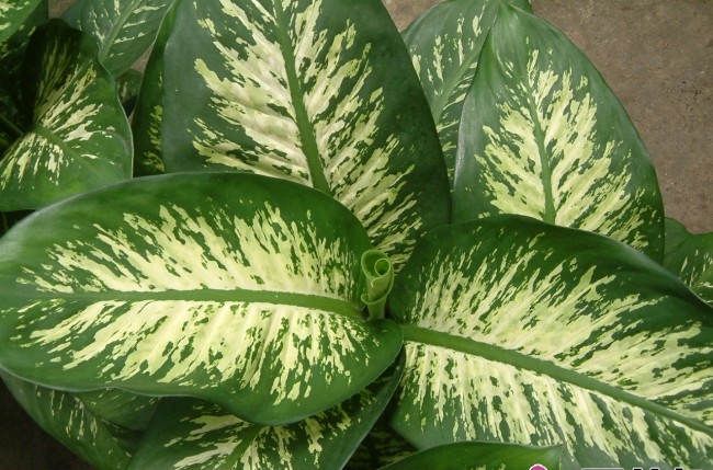  p>大王黛粉叶(dieffenbachia amoena),又名 a href="#" data-lemmaid