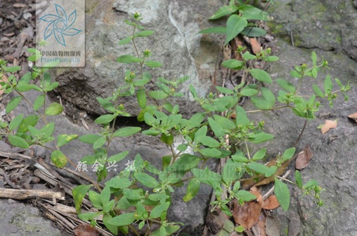  p>毛梗豨莶(学名:siegesbeckia glabrescens makino)是菊科豨莶属