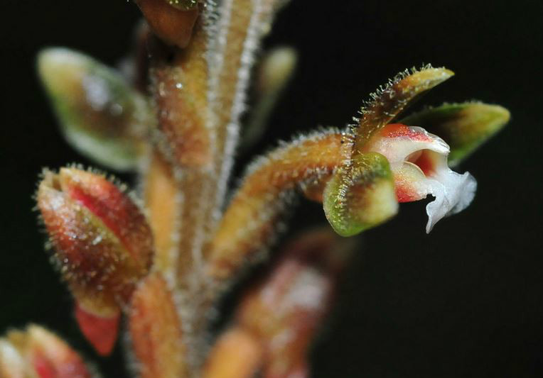 erythrodes blumei (lindl.) schltr.