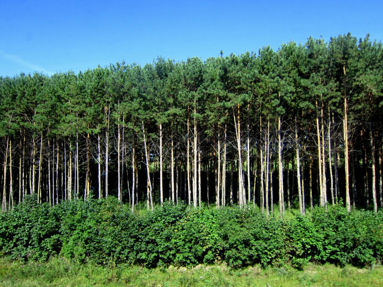  p>防护林(shelter forest)是为了保持 a href="#" data-lemmaid="