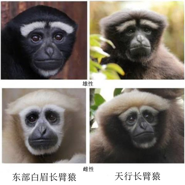长臂猿(学名:hoolock tianxing):是灵长目,长臂猿科的一个物种