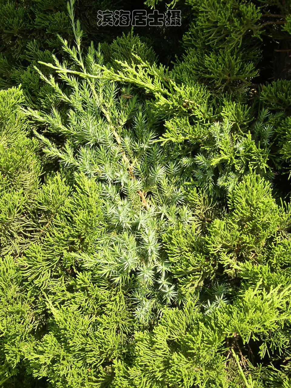  p>阔叶林:由 b> a target="_blank" href="/item/阔叶树">阔叶树 /a>