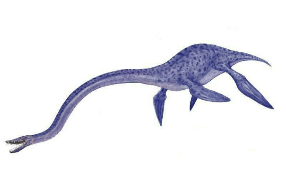  p>薄片龙是晚期 a href="#" data-lemmaid="7554264">蛇颈龙类 /a>的