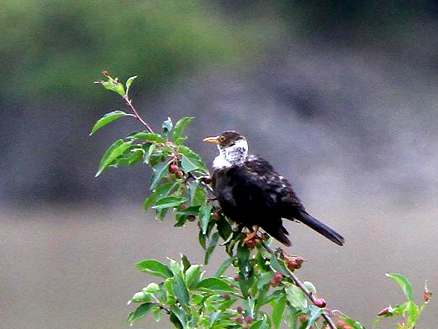  p>白颈鸫(学名: i>turdus albocinctus /i>)是鸫科,鸫属的中型鸟类