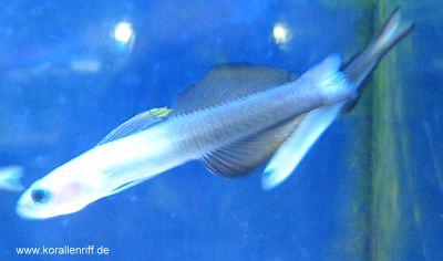  p>喷射机属于虾虎鱼科,分布于印度洋,太平洋的珊瑚礁海域.