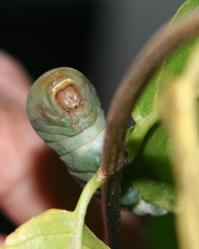  p>西部虎凤蝶(学名:papilio rutulus)是虎凤蝶属的 a target="_blank