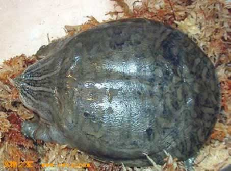  p>印度小头鳖 俗名别名: 纹背鳖 英文名: narrow-headed softshell