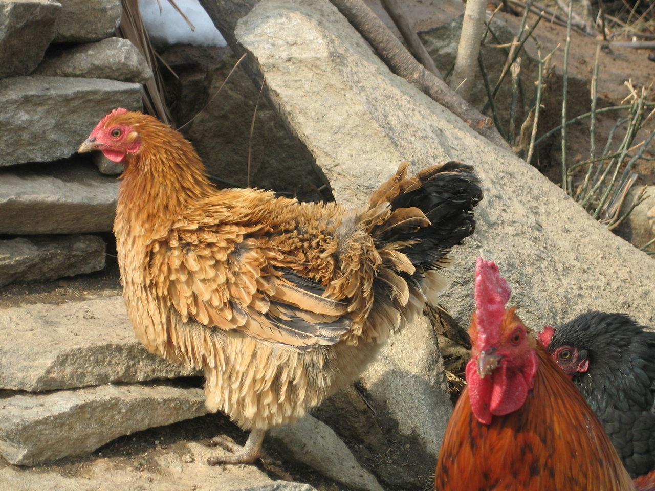  p>翻毛鸡,又名卷毛鸡,卷毛土鸡,因鸡毛翻卷得名,而是本地特有的一个