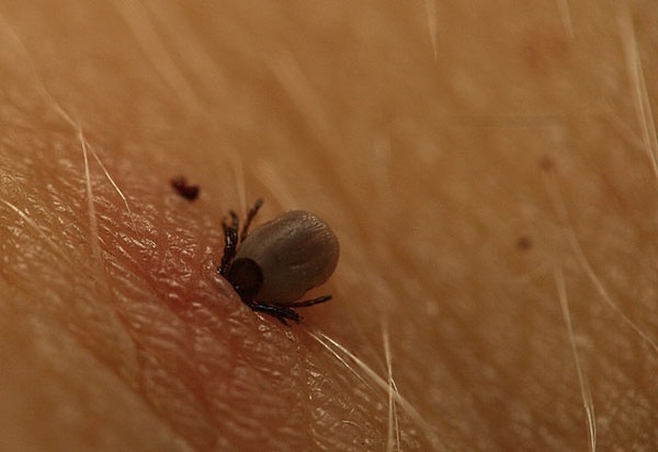 成虫在躯体背面有壳质化较强的盾板,通称为硬蜱,属硬蜱科;无盾板者,通