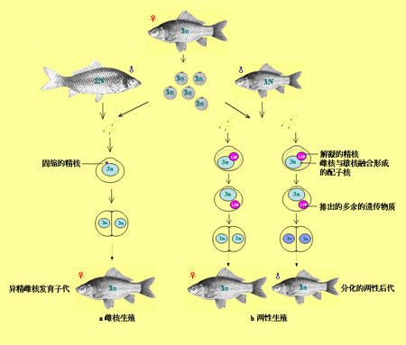 4倍;体色较深;生长速度较鲫鱼快,个体也较大,最大个体可达3公斤. /p>