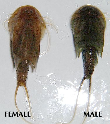 鲎虫