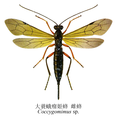  p>昆虫名,为膜翅目,姬蜂科.分布于湖北等.