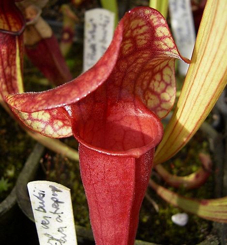  p>伯基紫瓶子草(学名:sarracenia purpurea subsp. venosa var.