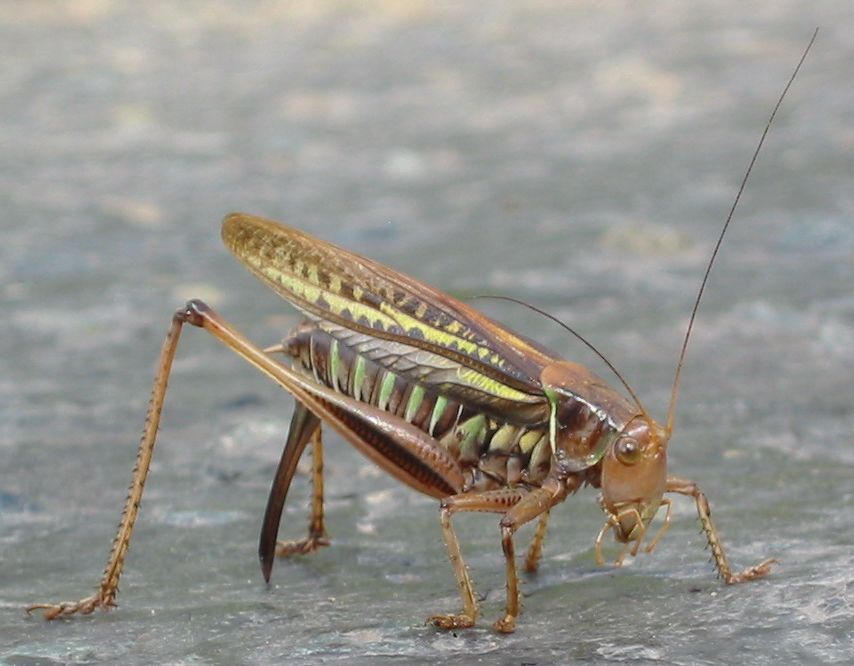 (学名:gampsocleis sedakovii obscura )又名夏哥,夏叫,花叫,长翅蝈蝈
