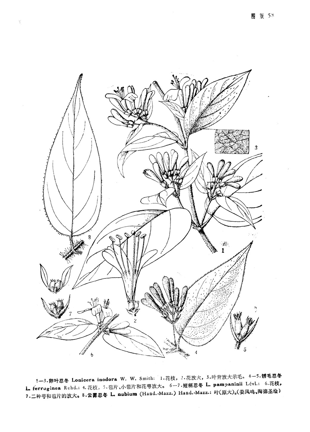  p>卵叶忍冬(学名:lonicera inodora)是 a target="_blank" href="