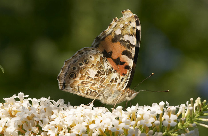  p>小红蛱蝶(学名: i>vanessa cardui /i>)是蛱蝶科红蛱蝶属的一种