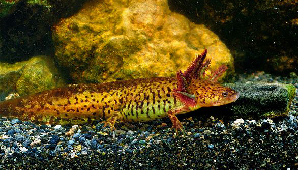 属有尾目,钝口螈科.