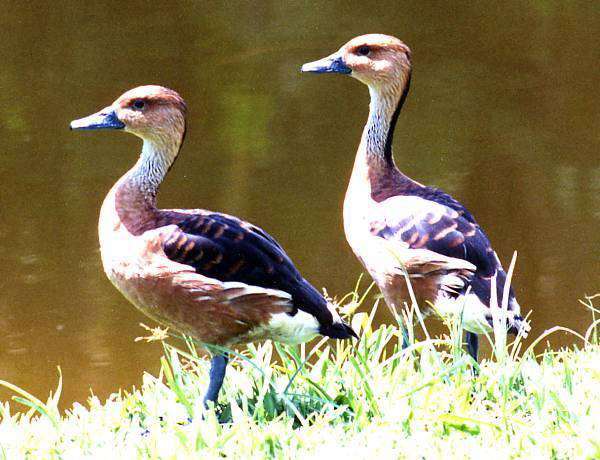  p>茶色树鸭(学名: i>dendrocygna bicolor /i>)为雁形目鸭科的 a