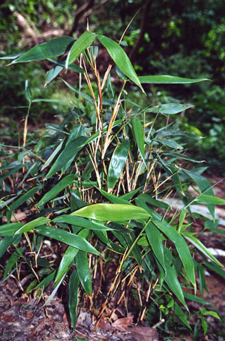  p>光笹竹(学名:sasa subglabra mcclure),是禾本科赤竹属植物,竿高1.