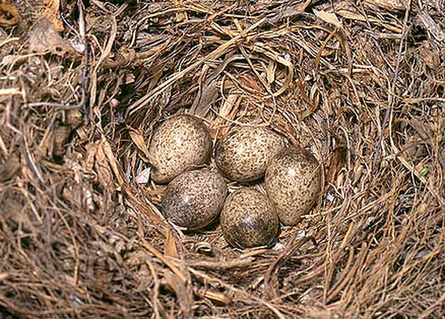  p>凤头百灵(学名: i>galerida cristata /i>)共有37个亚种,在雀形目