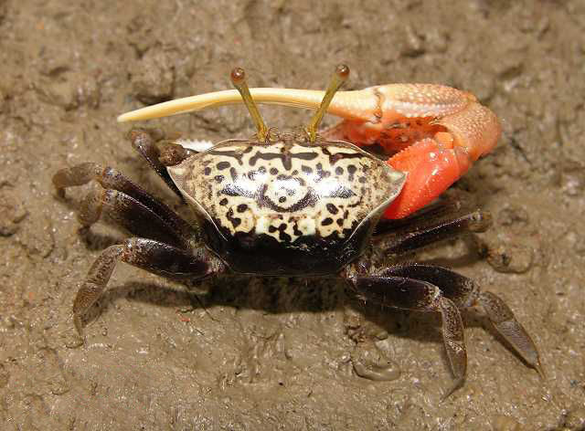  p>锐齿招潮蟹(学名:uca acuta)最大的特征是雄蟹具有一对大小悬殊的 