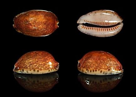  p>阿拉伯宝螺(学名:mauritia arabica arabica)是腹足纲宝螺科的 a