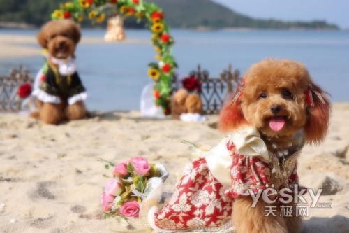 雄壮的婚礼进行曲,艳丽的婚纱礼服,红色的结婚证书,粉色的洞房,宠物