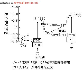  p>所谓光合链是指定位在光合膜上的,由多个电子传递体组成的电子传递