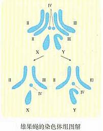  p>一个染色体组指细胞中的一组 a href="#" data-lemmaid="6457263">