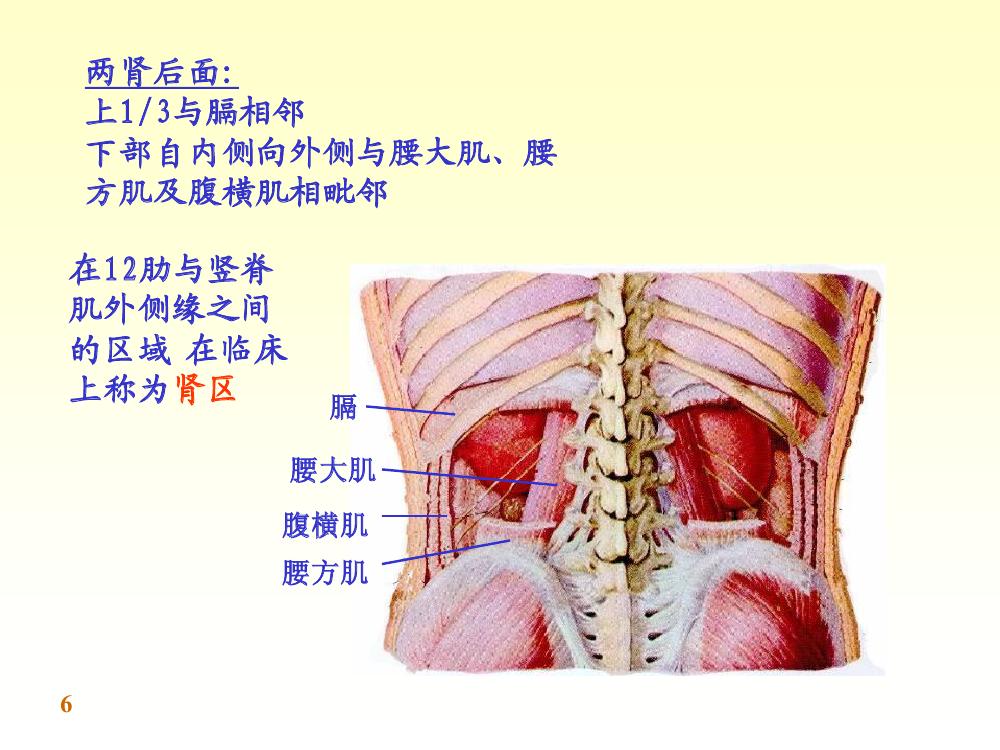 脊椎动物/339363" data-lemmaid="339363">脊椎动物 /a>的一种器官