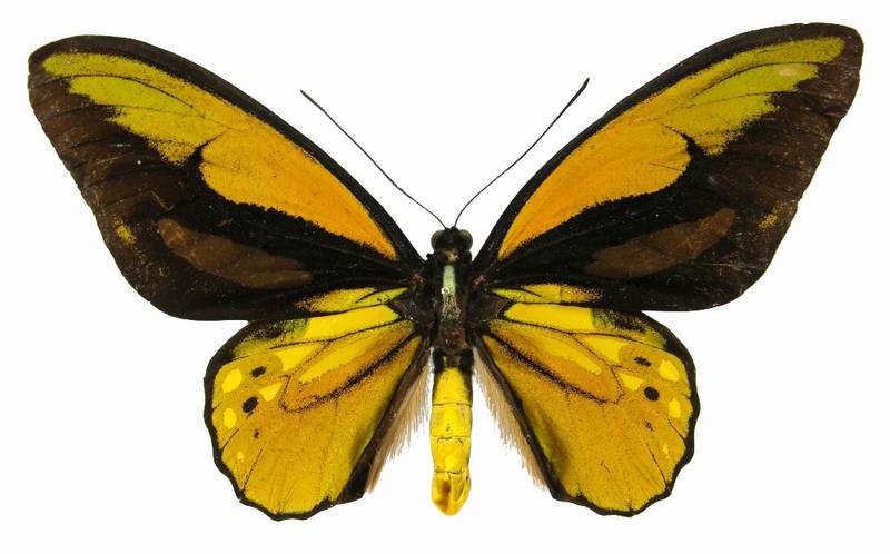  p>红鸟翼凤蝶(学名:ornithoptera croesus;英文:wallace's