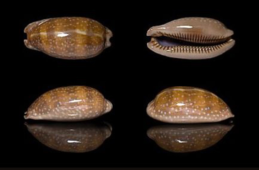  p>斑马宝螺(学名:macrocypraea zebra zebra)是腹足纲宝螺科的 a