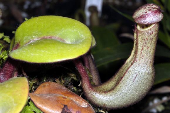  p>圆盾猪笼草(nepenthes clipeata,拉丁语中clipeata代表圆盾,指叶片