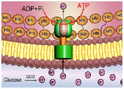  p>分子马达(molecular motor)是指由生物大分子构成,利用化学能进行