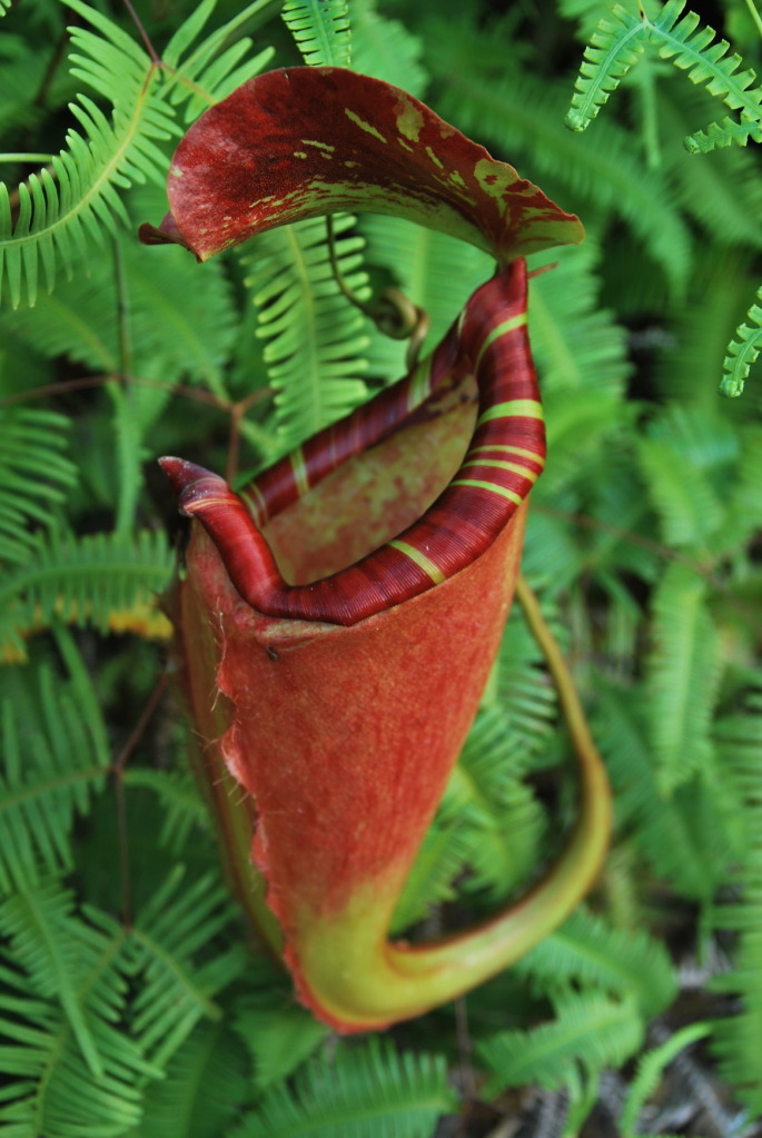 猪笼草 /a>(nepenthes sumatrana)是特产于印度尼西亚苏门答腊的一种