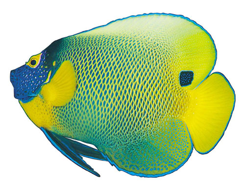  p>观赏鱼是指具有观赏价值的有鲜艳色彩或奇特形状的鱼类.