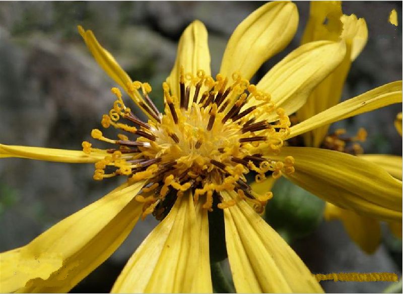 舌状花黄色,舌片倒披针形或长圆形;管状花多数,几冠毛白色与花冠等长.